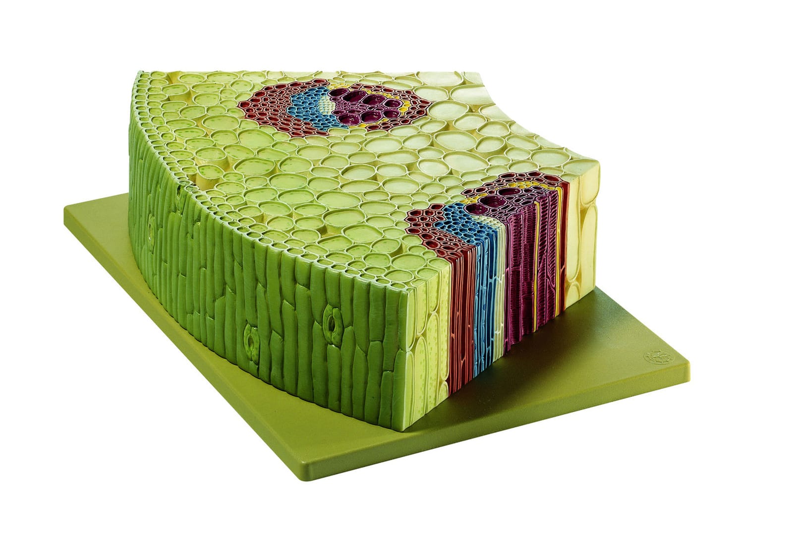 Somso® Peripheral Cross Section of a Stem Model