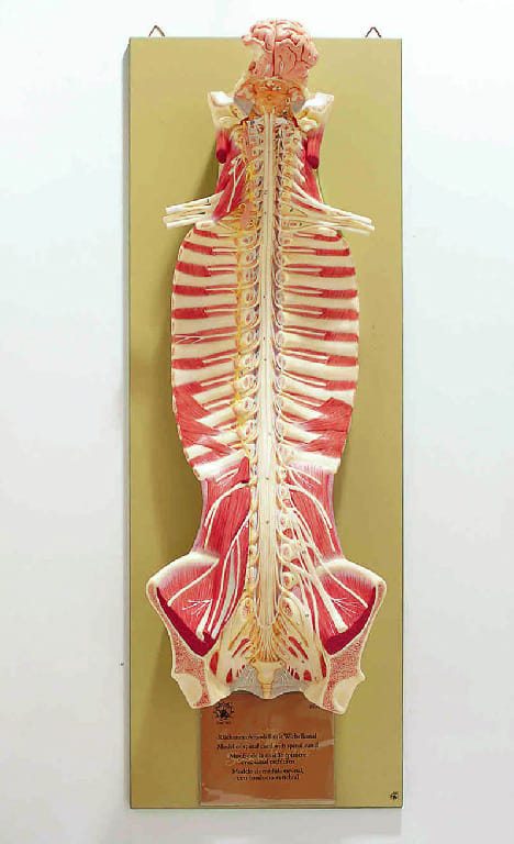 Somso® Central Nervous System Model