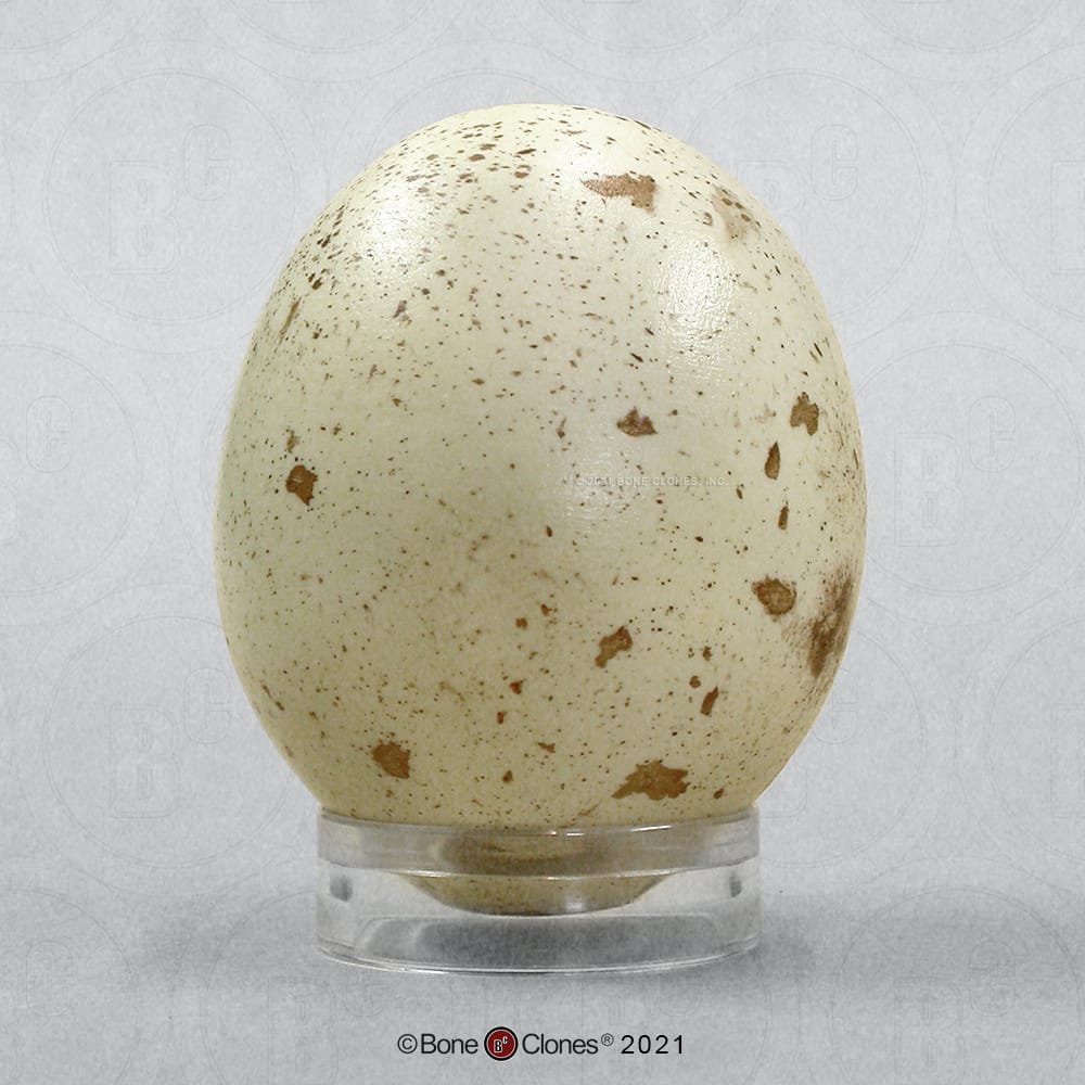 Bone Clones® North American Bird Eggs