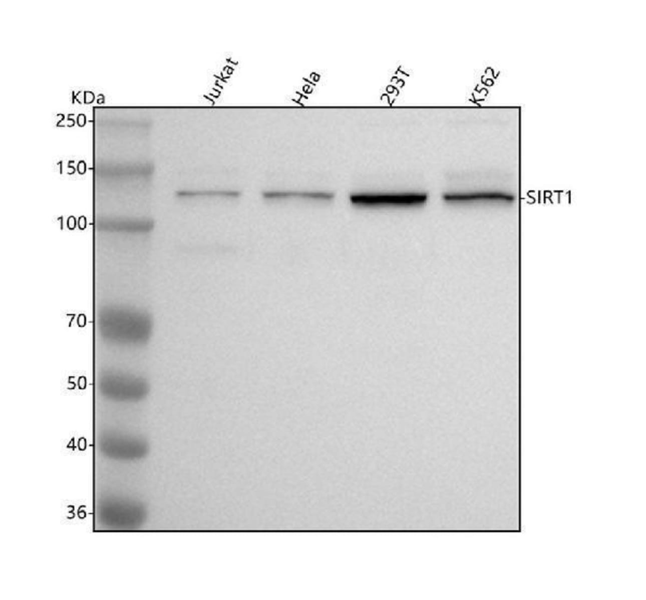 Anti-SIRT1 Rabbit Monoclonal Antibody [clone: GG-19] | VWR, part of Avantor