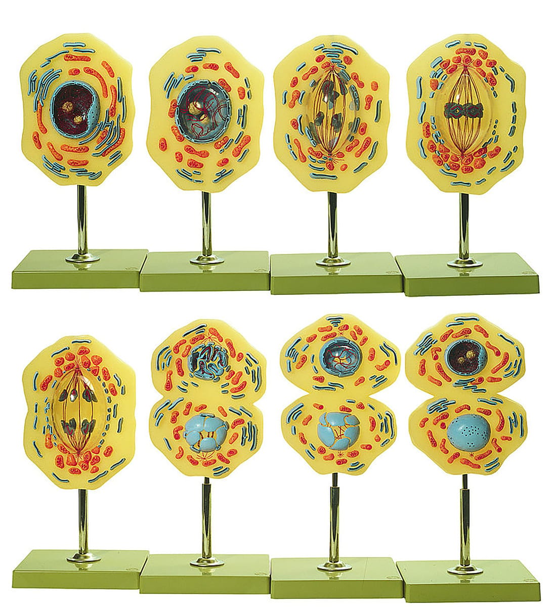 Somso® Mitosis and Meiosis