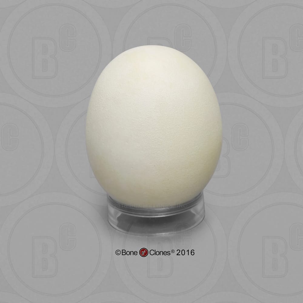 Bone Clones® North American Bird Eggs