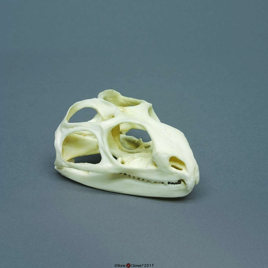 BoneClones® Animal Skulls, Reptilian