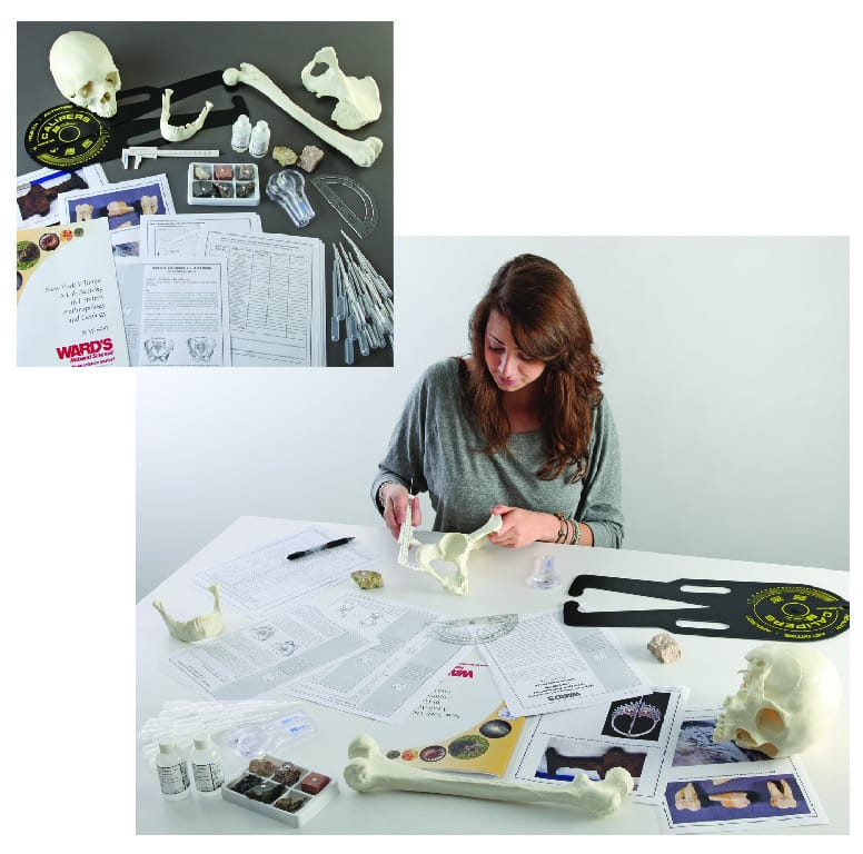 Ward's® New York Vikings: A Lab Activity in Forensic Anthropology and Geology
