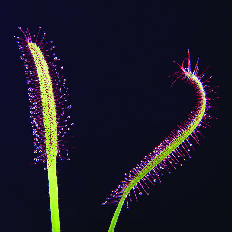 Sundew