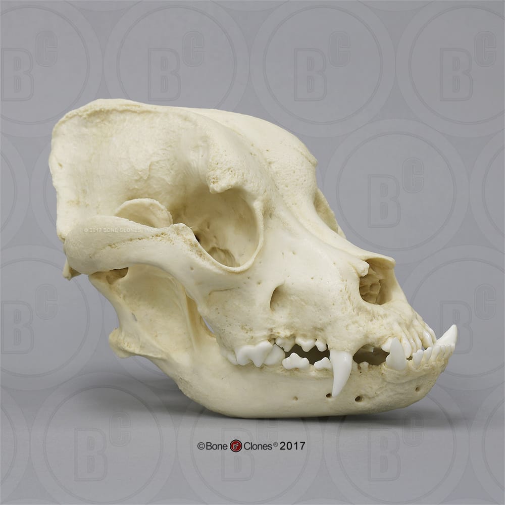 Bone Clones® Bullmastiff Skull