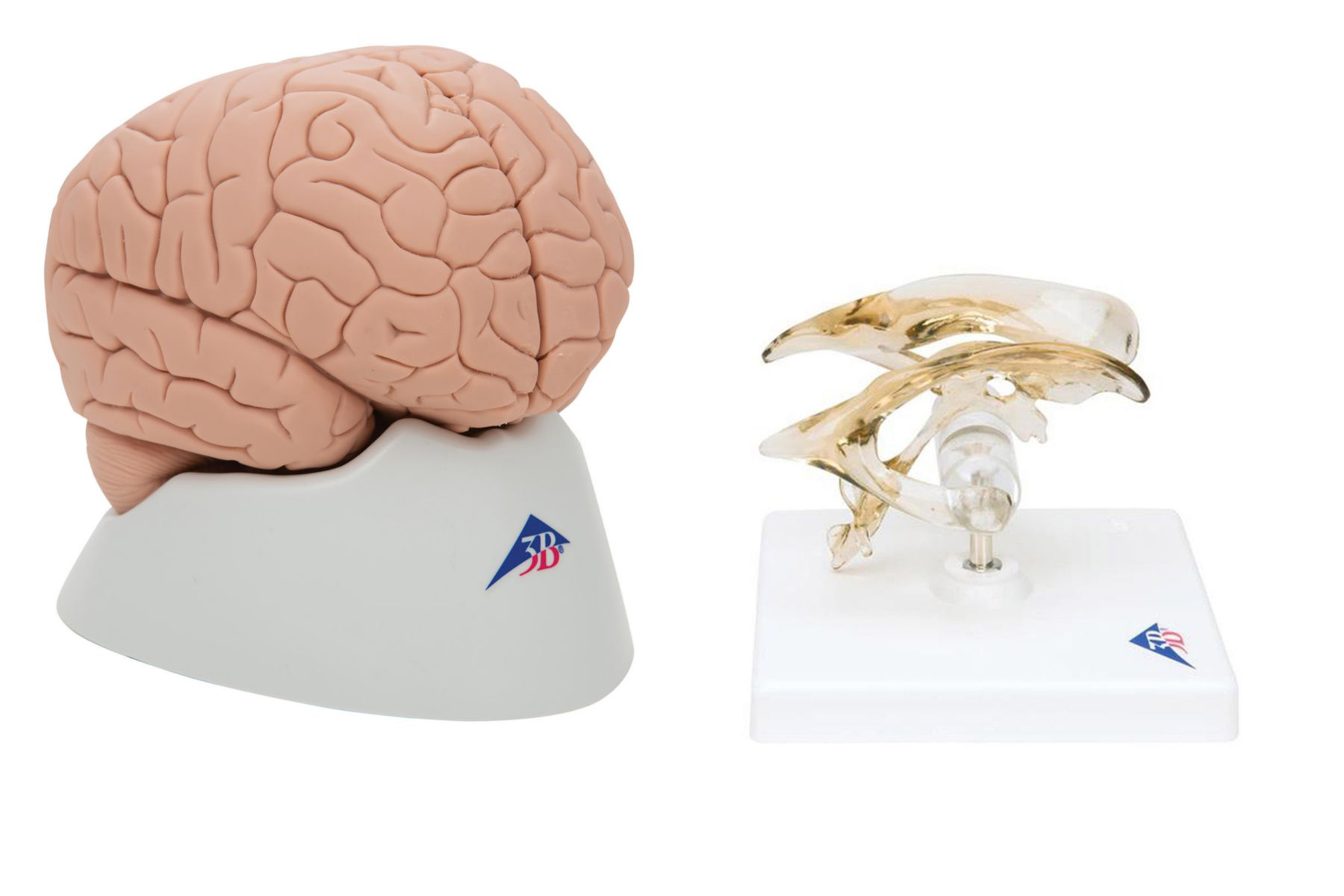 Basic Brain Model Bundle
