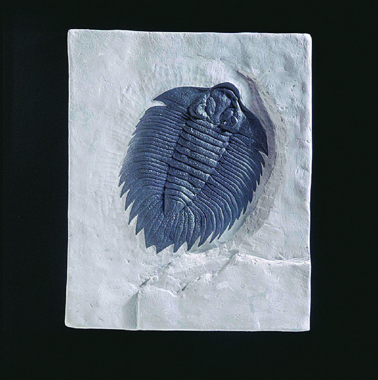 Arctinurus boltoni (Silurian)