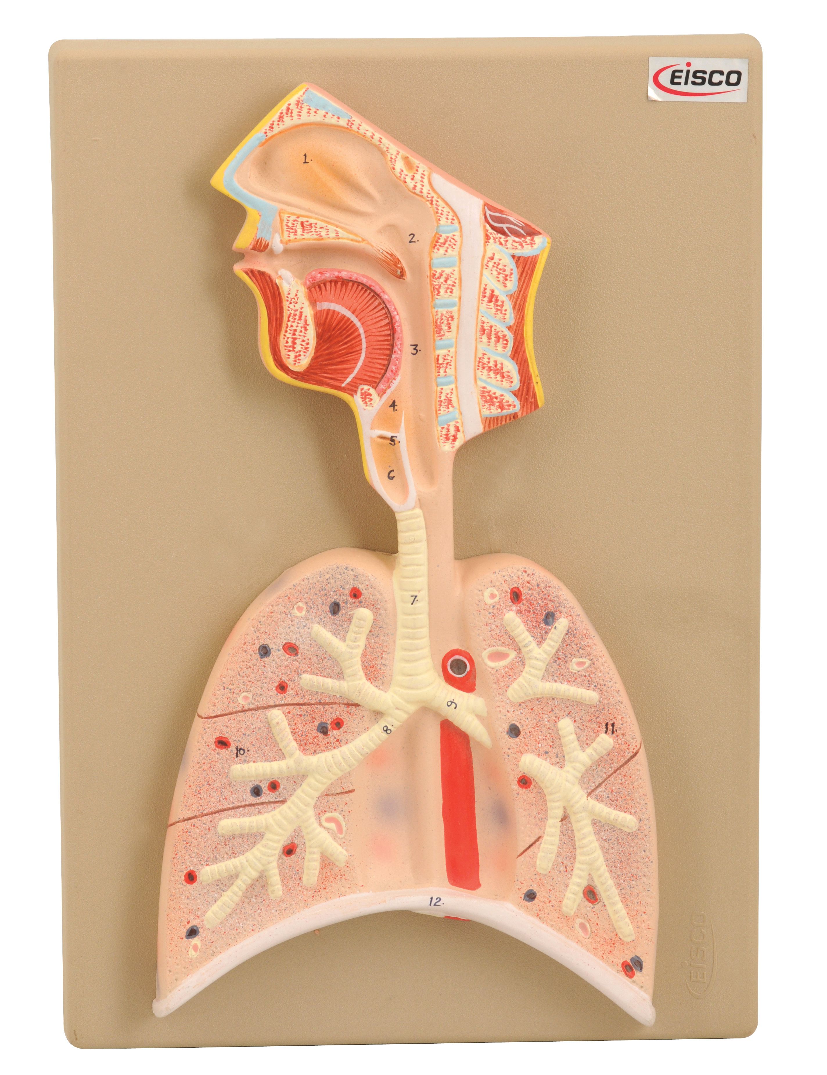 Eisco® Human Respiratory System Model
