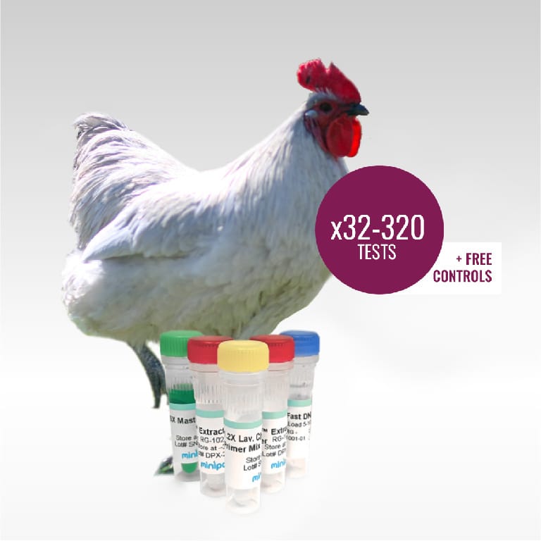miniPCR® Lavender Chicken DNA Test