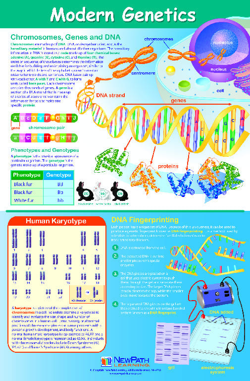 Curriculum Mastery Posters