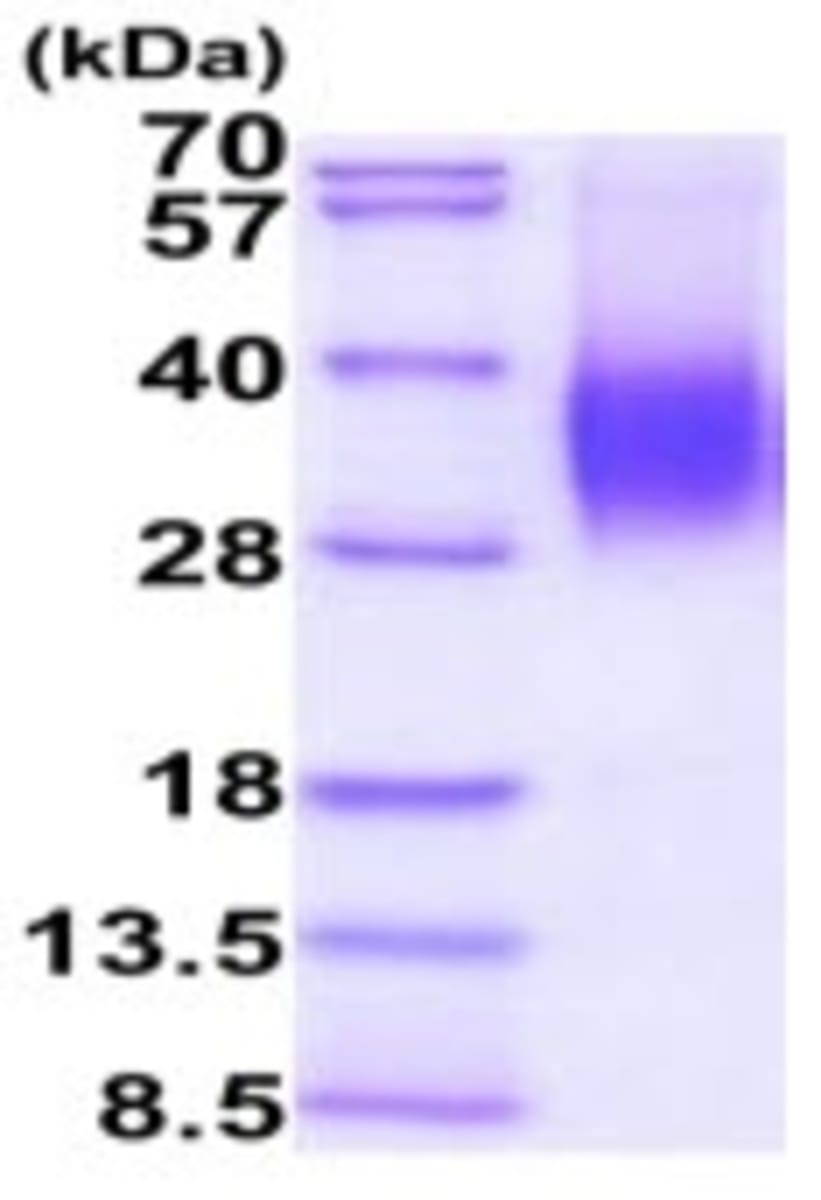 Human Recombinant CD48 (from Baculovirus (Insect cells)) | VWR, part of ...