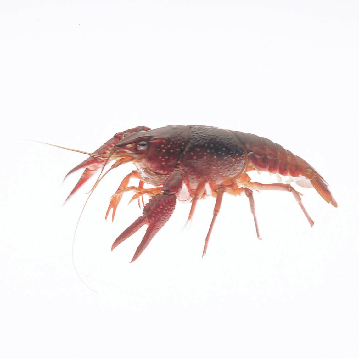 Ward's® Live Crayfish (12) and Egeria najas (12): Pack of 1