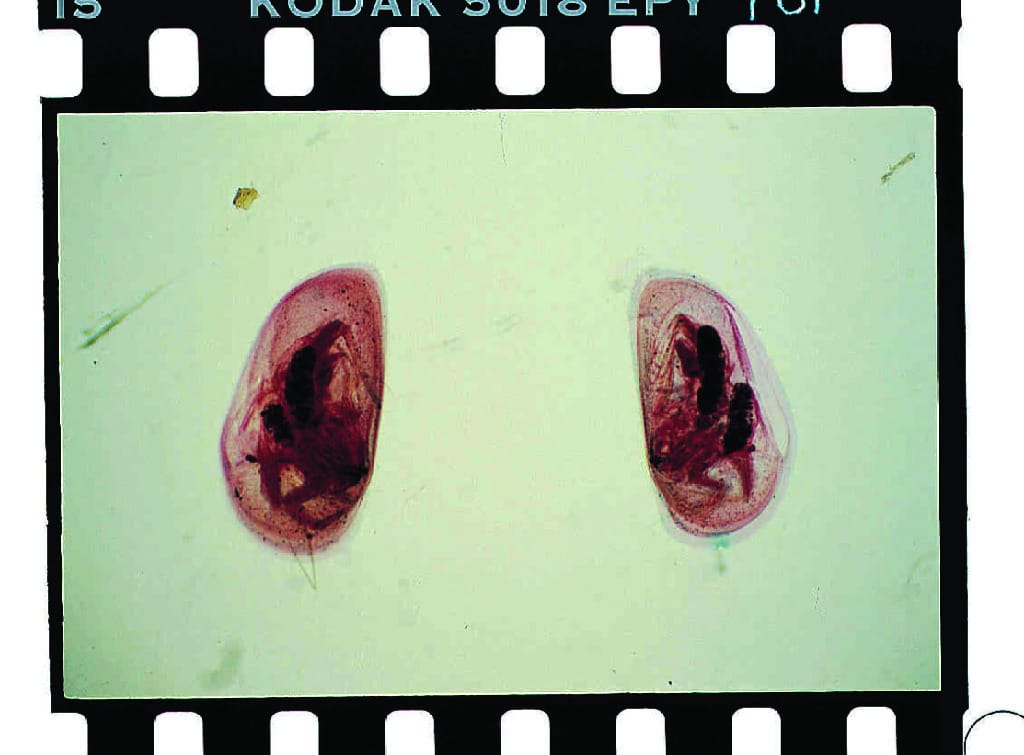 Ostracod Slide
