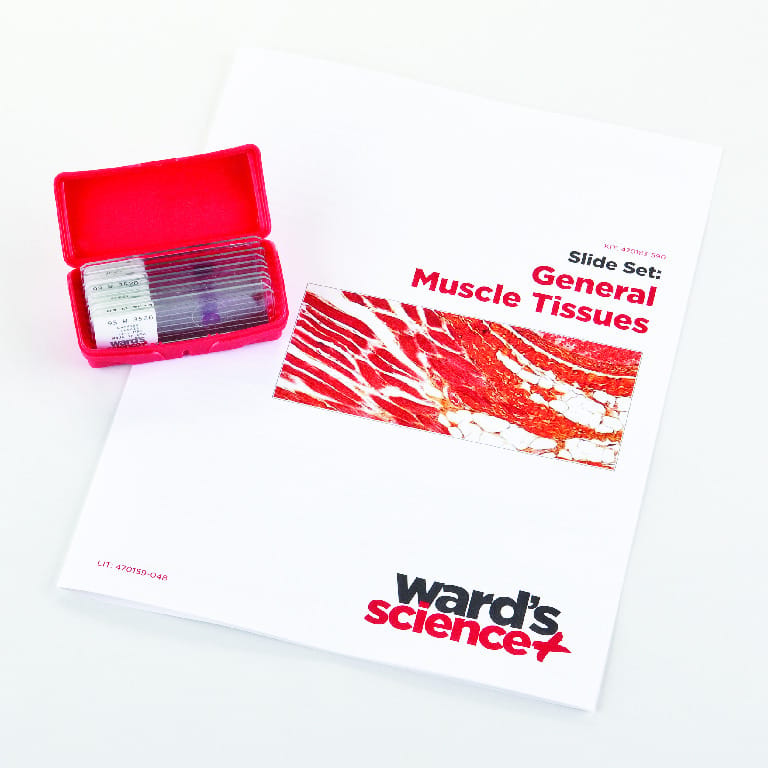 General Muscle Tissues Slide Set