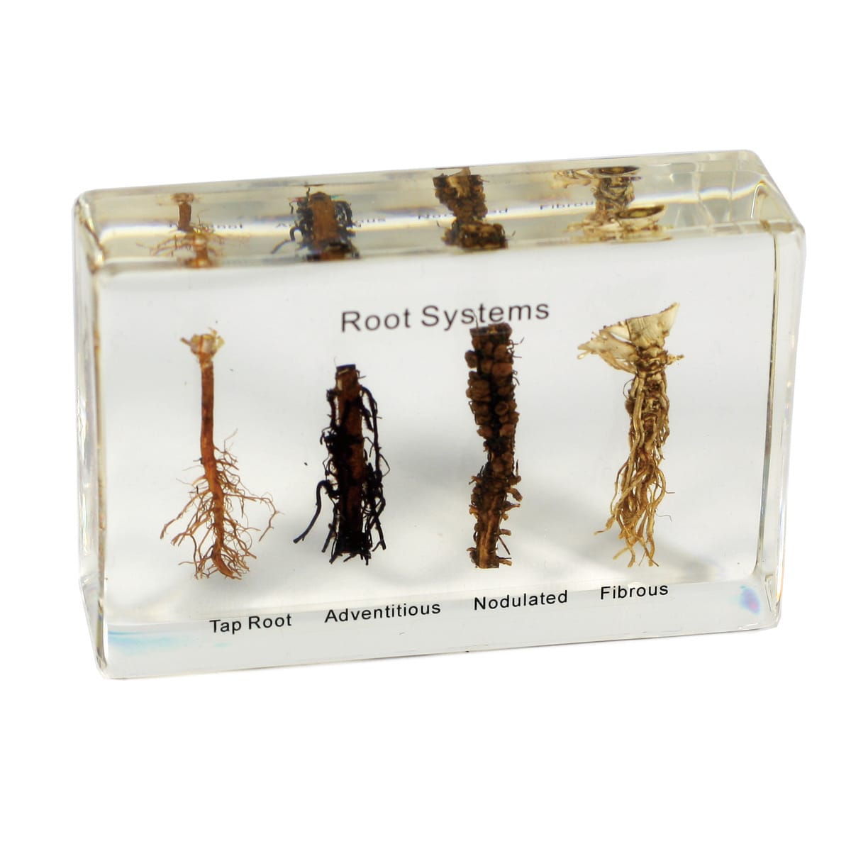 Root Systems Plastomount
