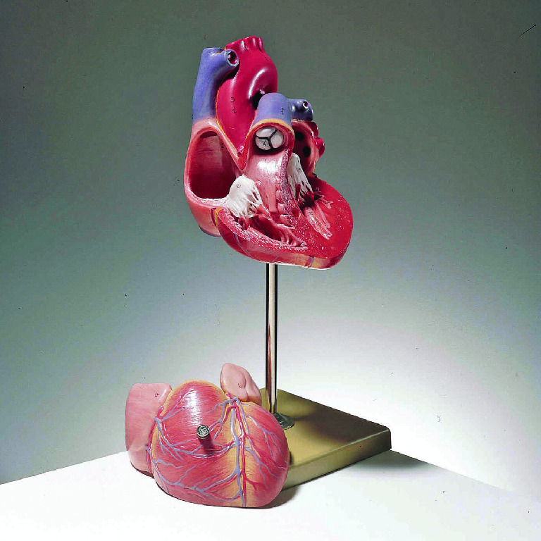Somso® Heart Model