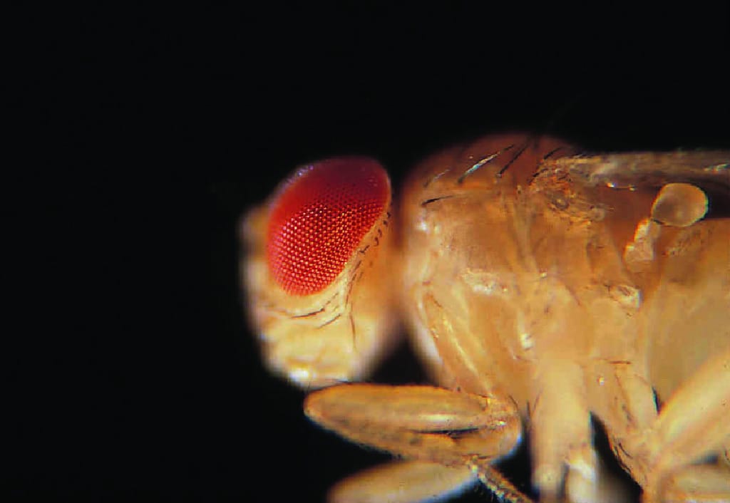 Ward's® Live <i>Drosophila melanogaster</i> - Chromosome III Mutants