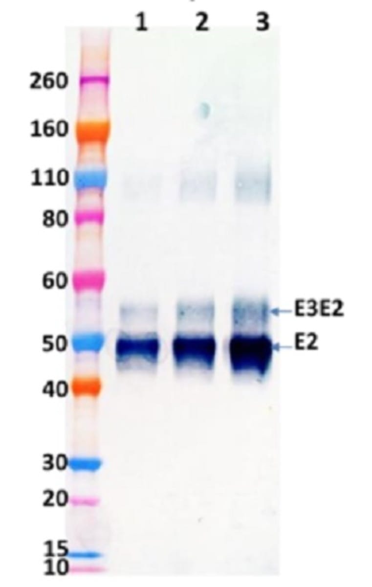 Recombinant Western Equine Encephalitis Virus E3E2 (from HEK 293T cells ...