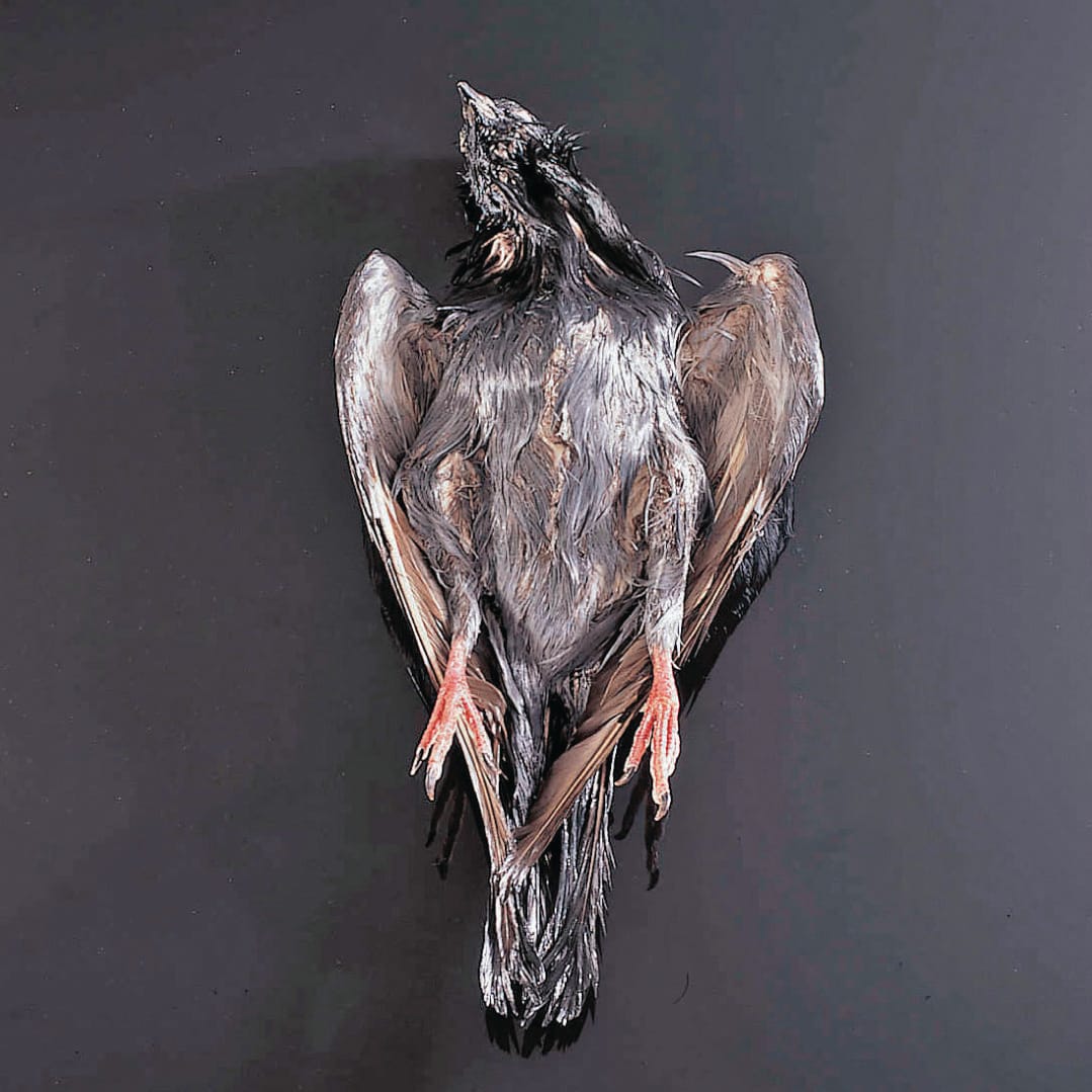 Ward's® Pure Preserved Pigeons