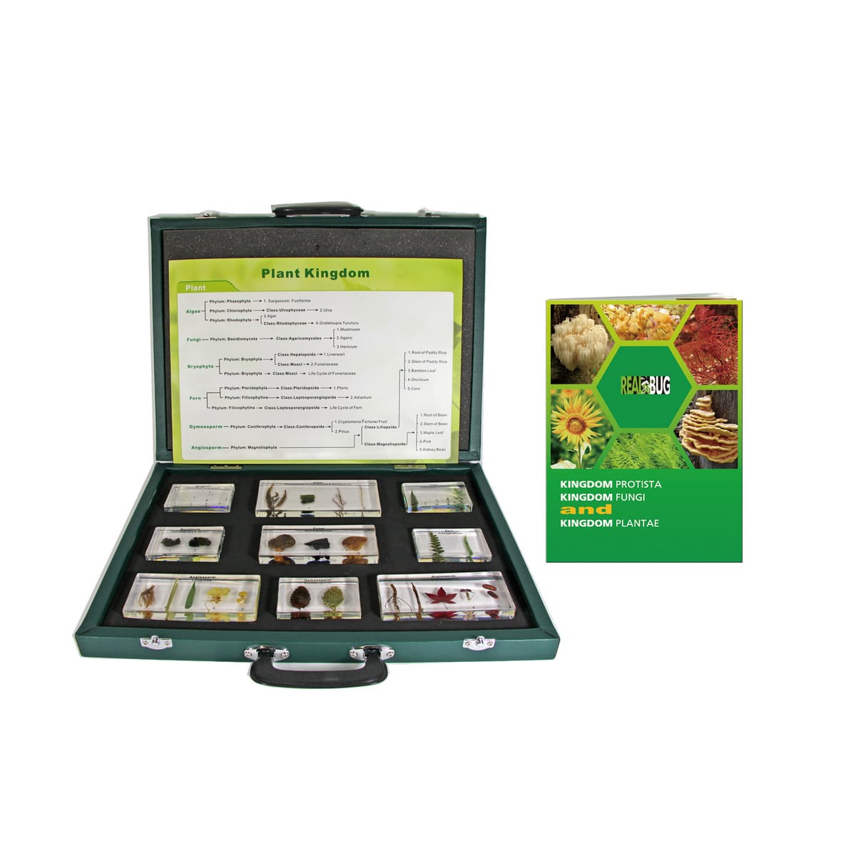Plant Kingdom Plastomount Collection Set, 9 Specimens