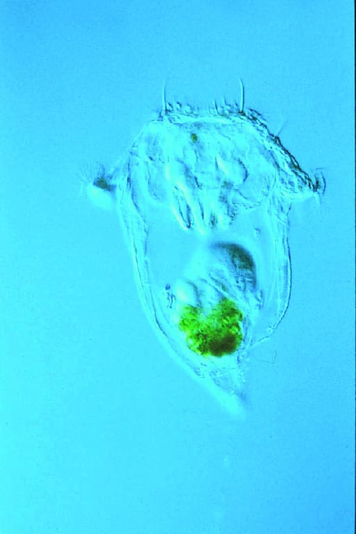 Quick-Developing Rotifers
