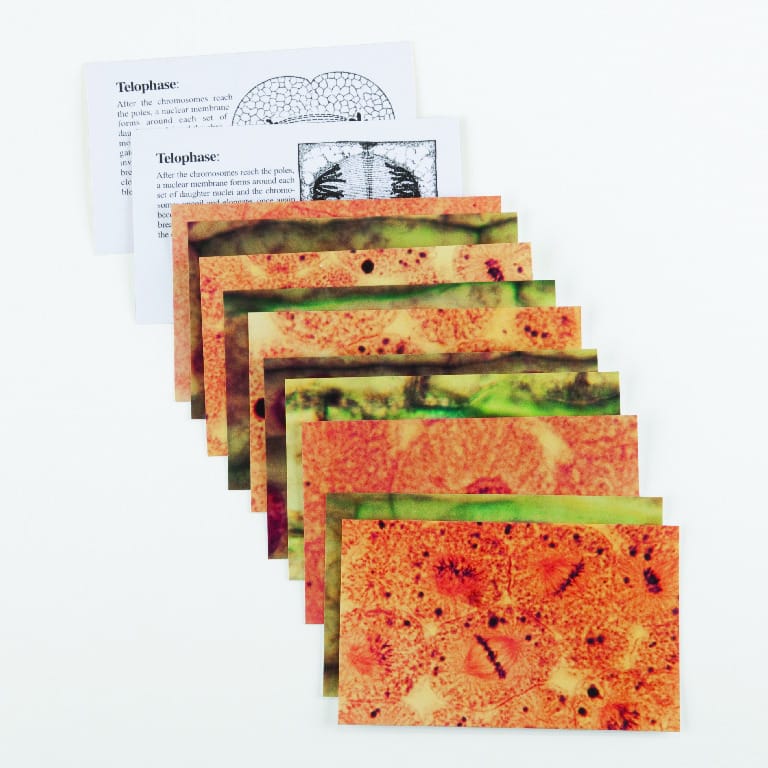 Ward's® Plant And Animal Mitosis Flashcards