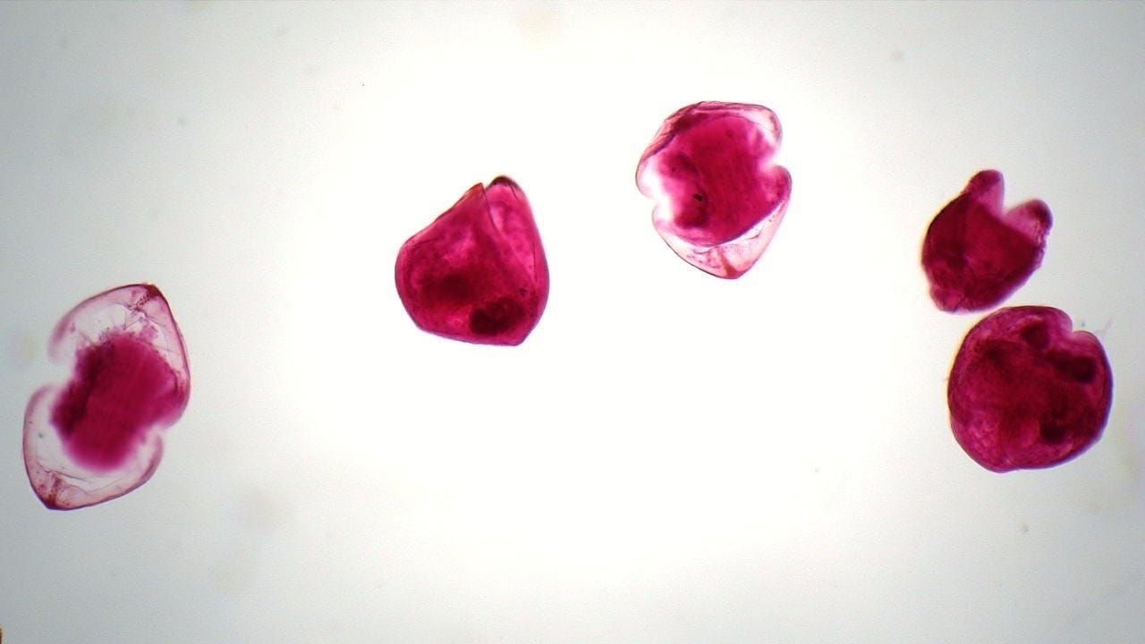 Ward's® Clam Slide (Glochidia Sp.)