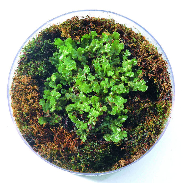 Marchantia