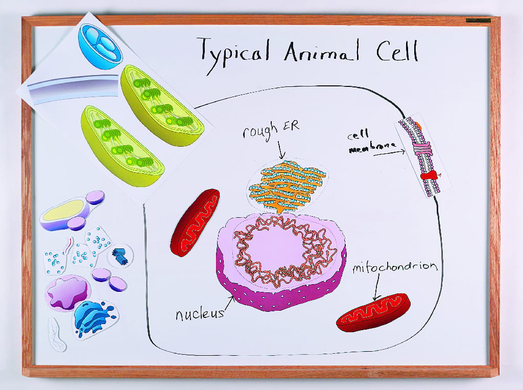 Magna-Cell Magnetic Chalkboard Model