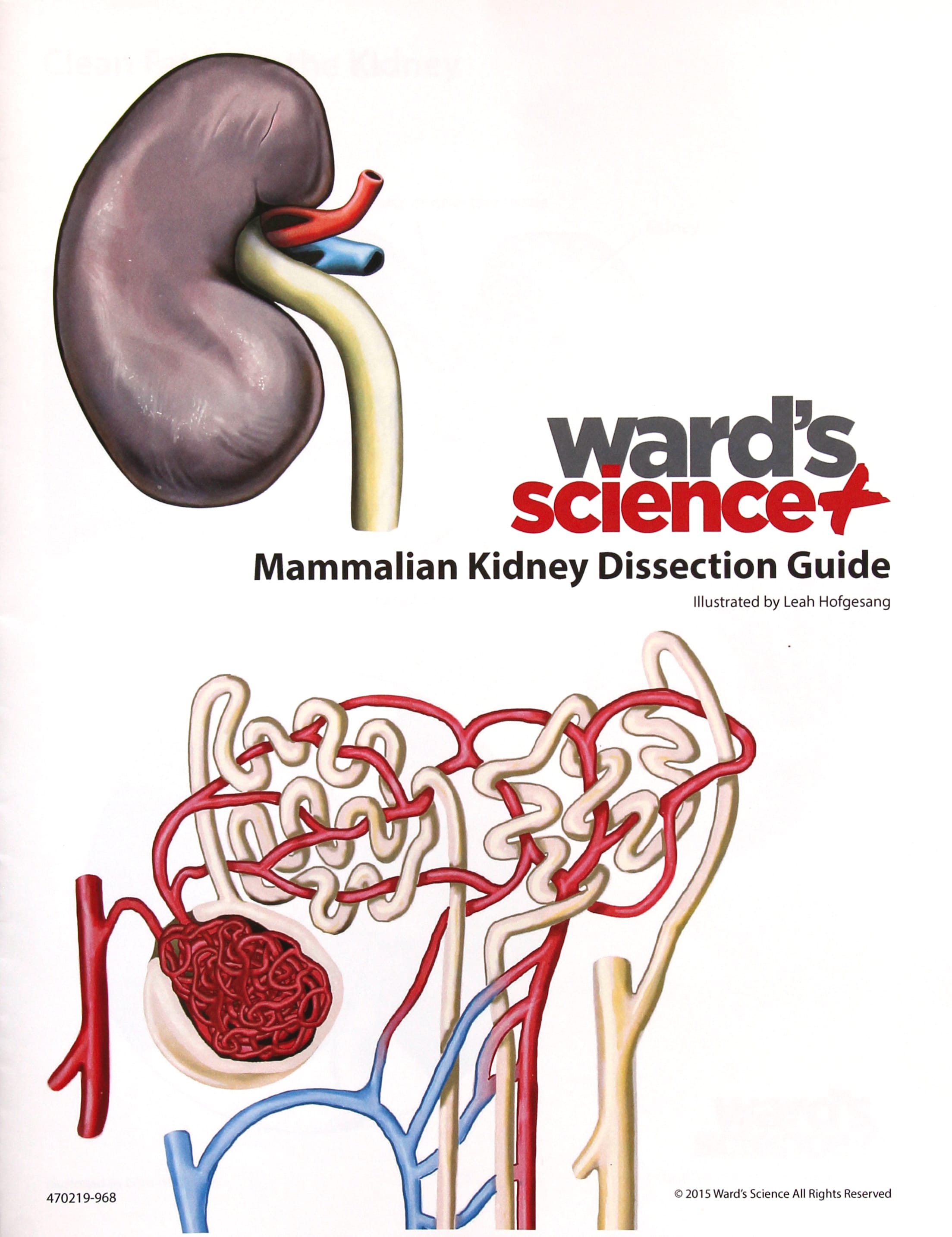 Kidney Visual Dissection Guide