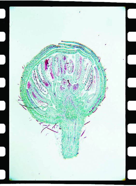 Ward's® Buttercup (Ranunculus) Slides