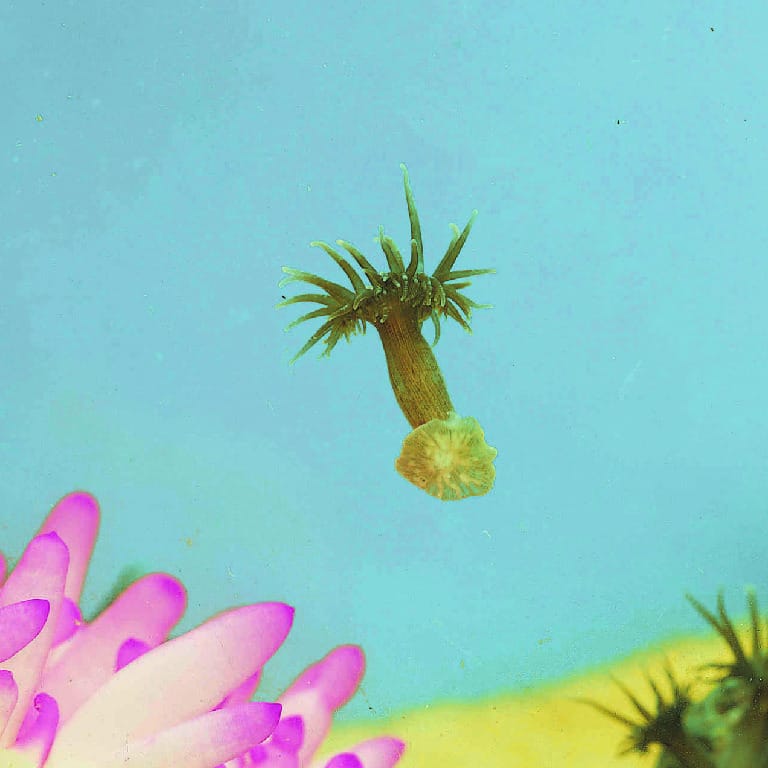 Ward's® Live Sea Anemone Culture (Aiptasia pallida)