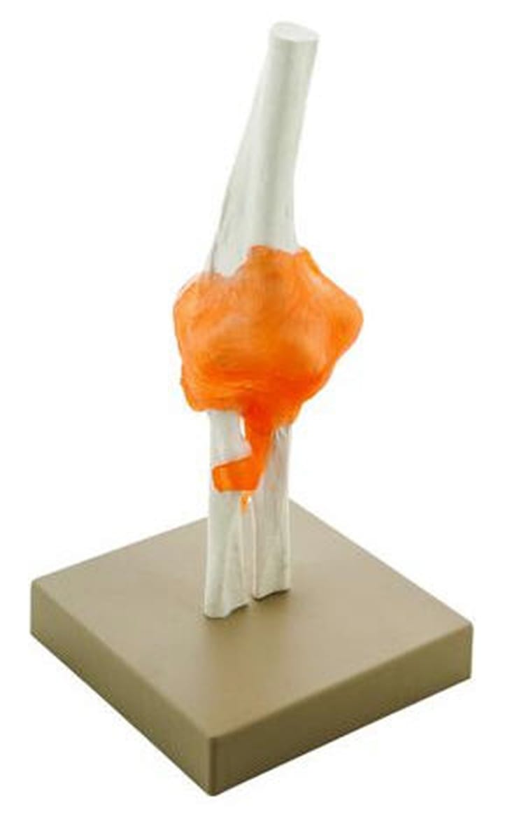 Eisco® Joint Models