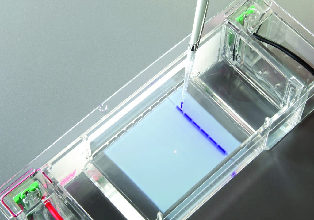 Ward's® AP Biology Investigation 9: Genetics and Information Transfer: Restriction Enzymes