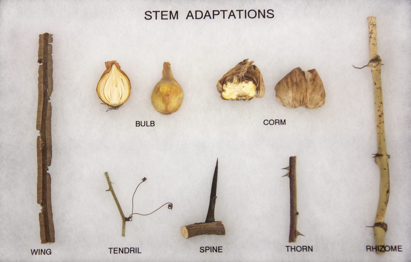 Stem Adaptation Riker Mount