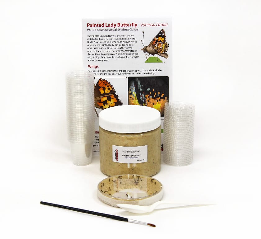 Ward's® Painted Lady Butterflies