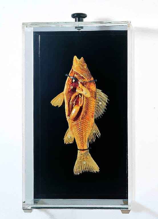 Ward's® Freeze-Dried Perch Museum Mount