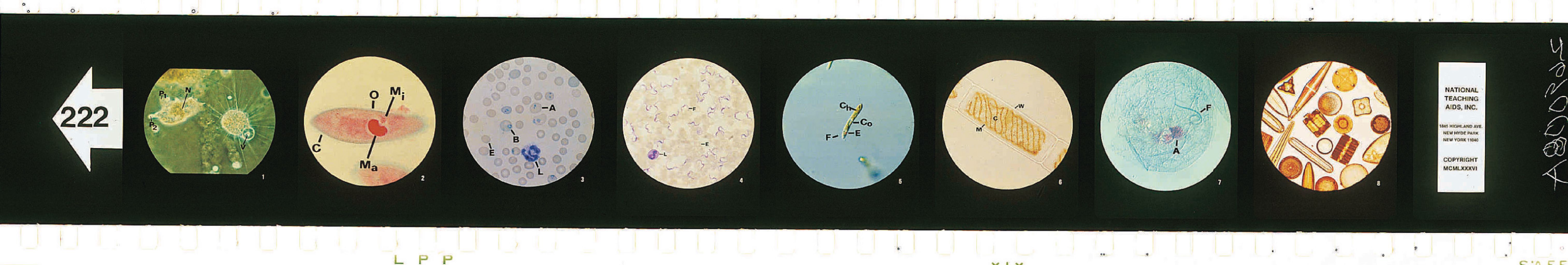 The Kingdom Protista Microslides