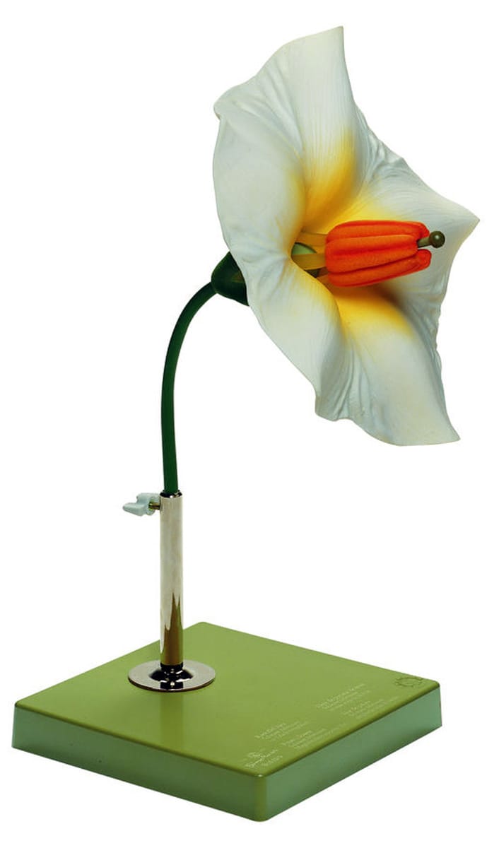 Somso® Potato Flower