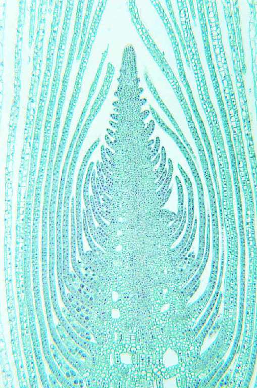 Elodea, Stem Tip Slide