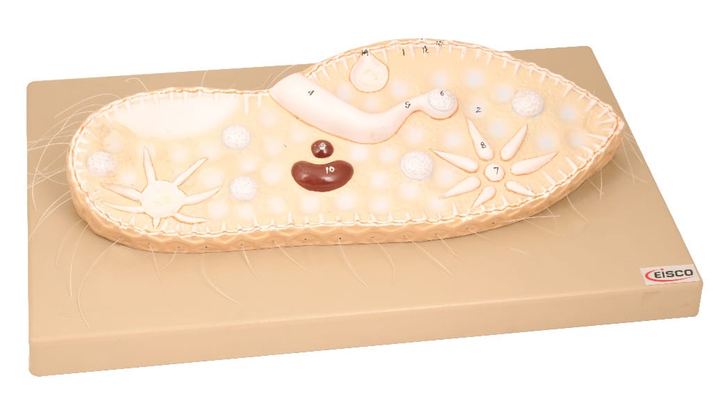 Eisco® Paramecium Models