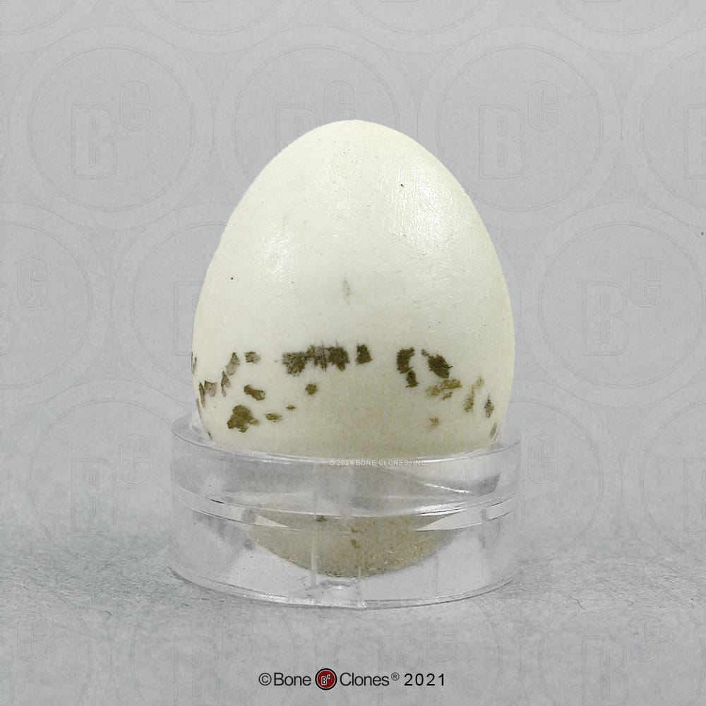 Bone Clones® North American Bird Eggs