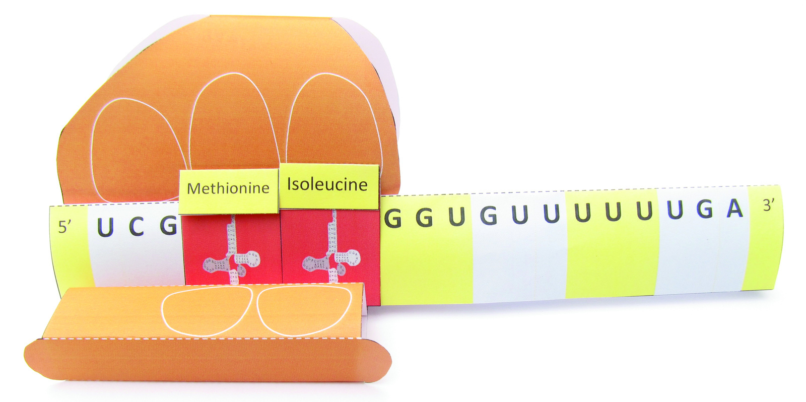 Cell Function 3D Models