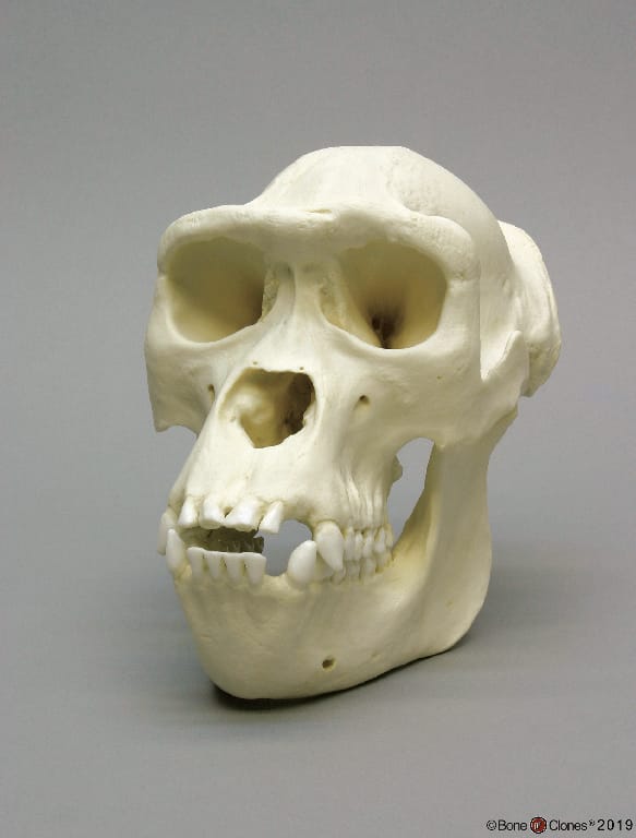BoneClones® Animal Skulls, Primates