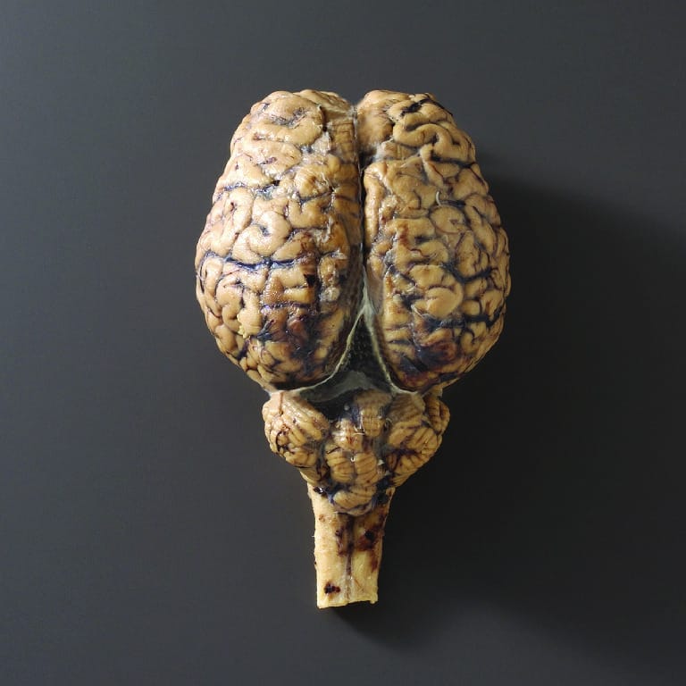 Preserved Horse Brain