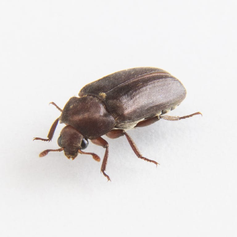 Ward's® Live Dermestid Beetles (Dermestes sp. )