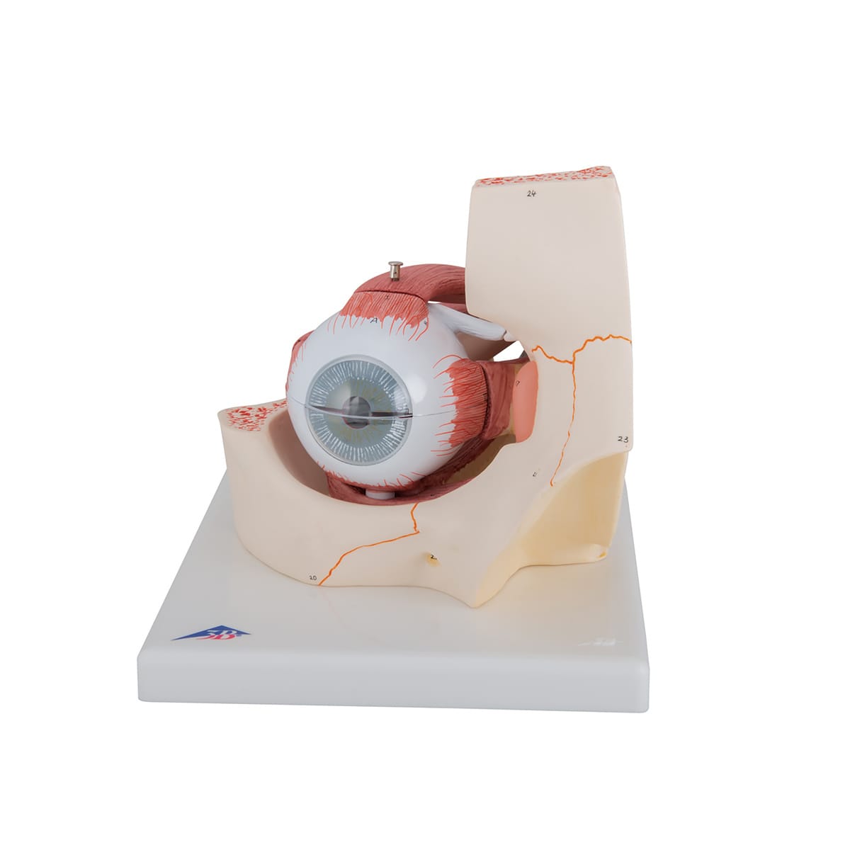 3B Scientific® Introductory Eye In Orbit Model