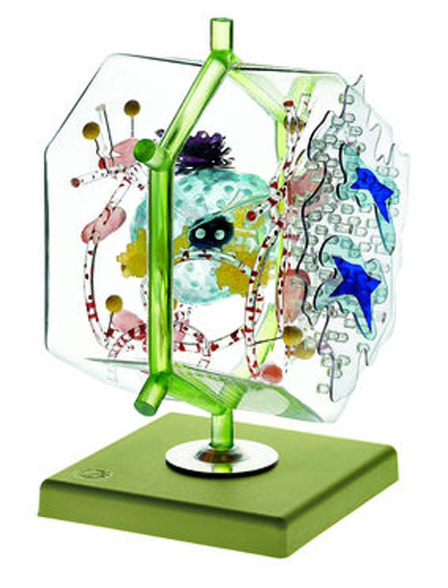 Somso® Liver Cell Model