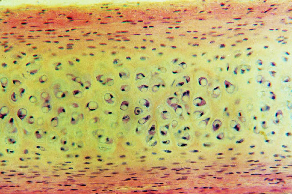 Cartilage, Mammalian Slide